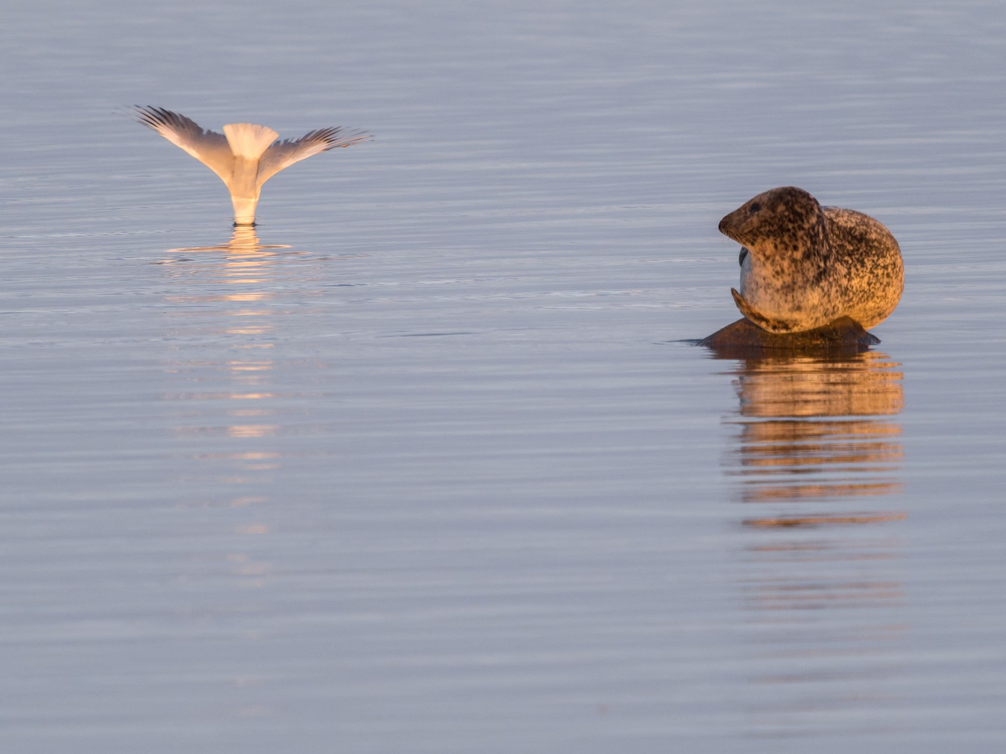 201 260418 0610 H  1HR0186 DxO DeepPRIME 3